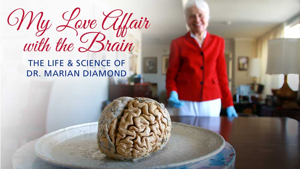 My Love Affair With the Brain